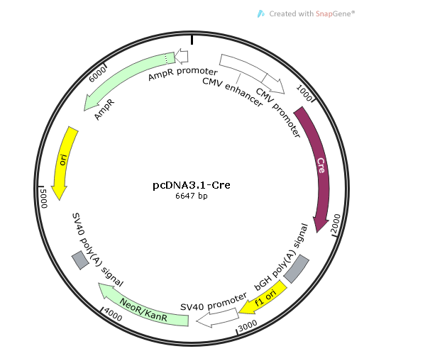 pcDNA31-Cre 载体