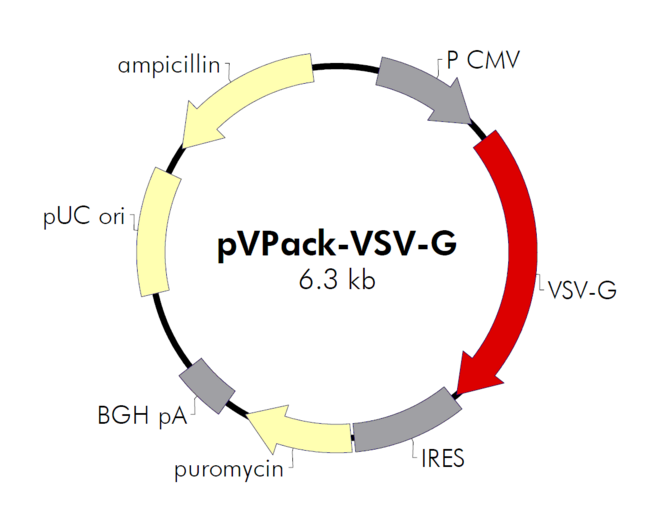 pVPack-VSV-G 载体