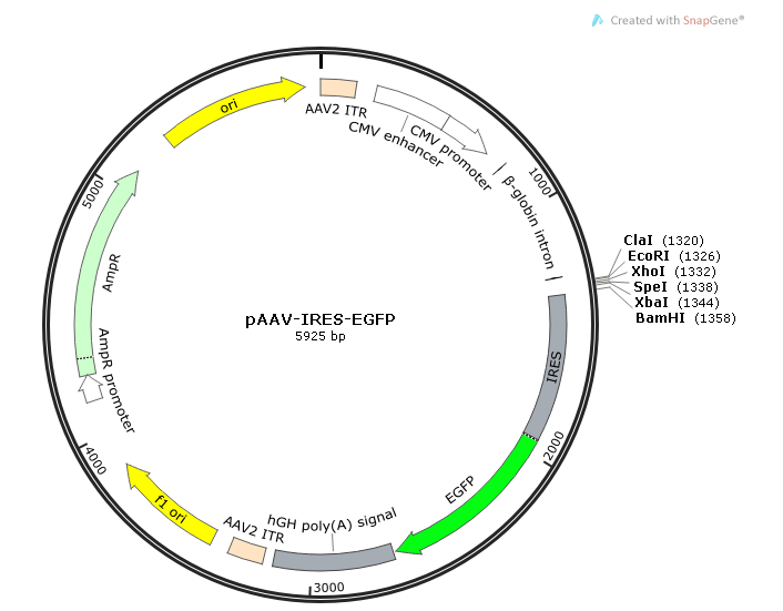 pAAV-IRES-EGFP 载体