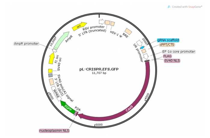 pL-CRISPREFSGFP 载体