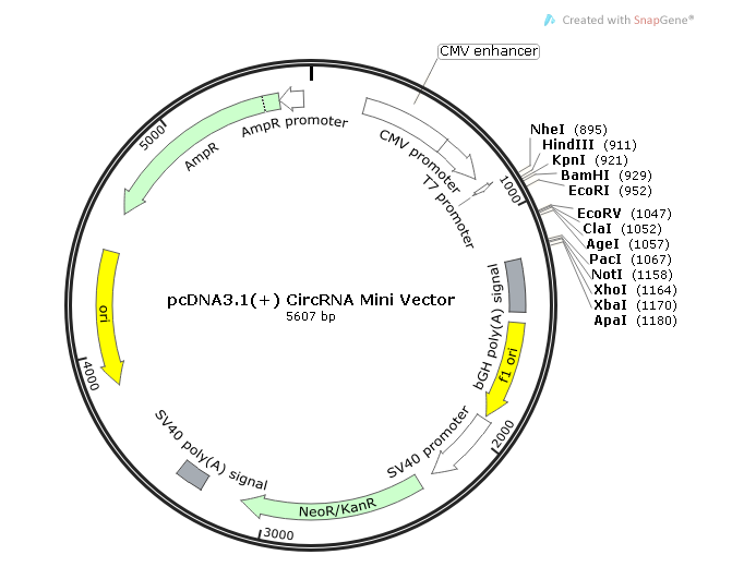 pcDNA31(+) CircRNA Mini Vector 载体