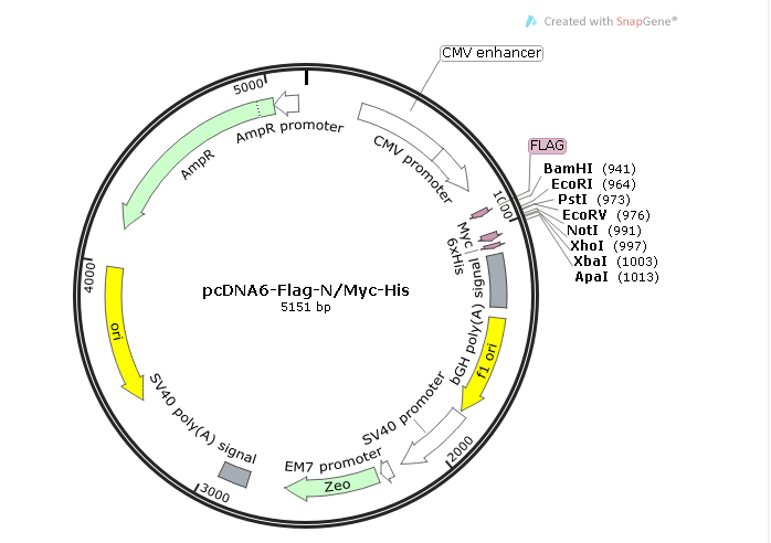 pcDNA6-Flag-N/Myc-His 载体