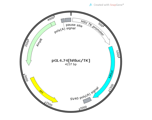 pGL474[hRluc/TK] 载体