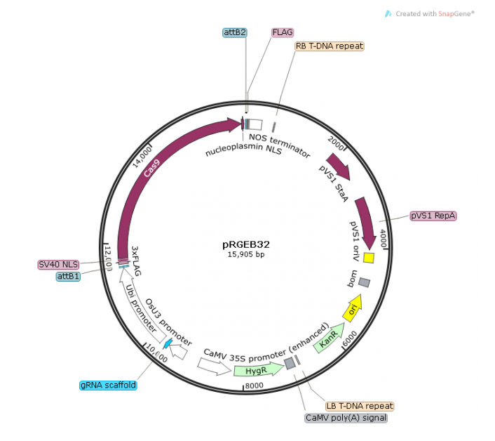 pRGEB32 载体