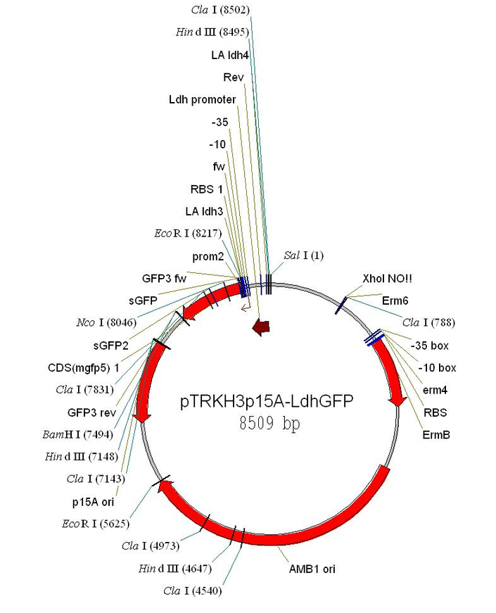 pTRKH3-ldhGFP 载体