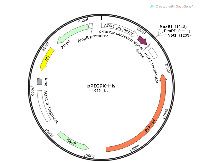 pPIC9K-His 载体