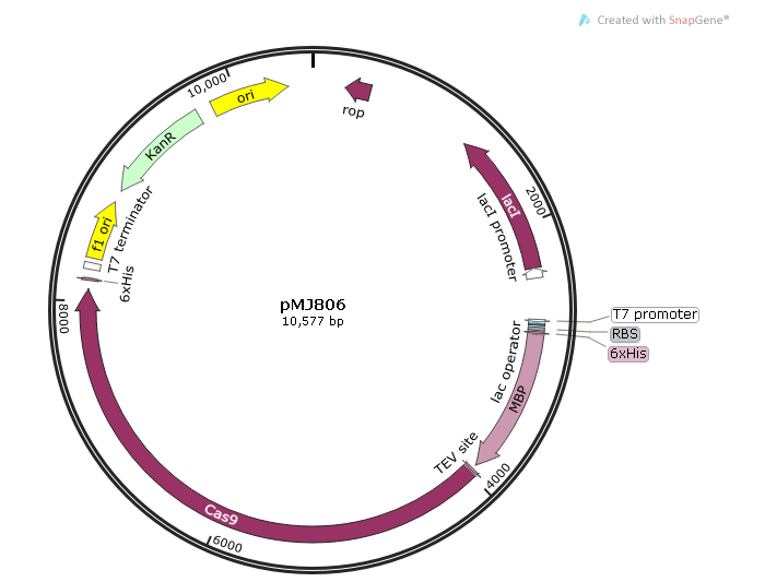 pMJ806 载体