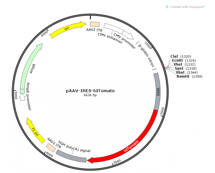 pAAV-IRES-tdTomato 载体