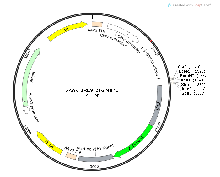 pAAV-IRES-ZsGreen1 载体