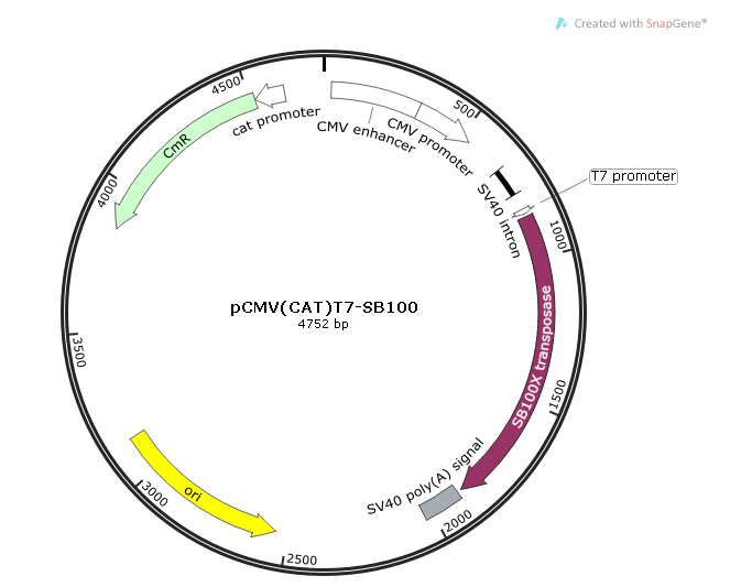 pCMV(CAT)T7-SB100 载体