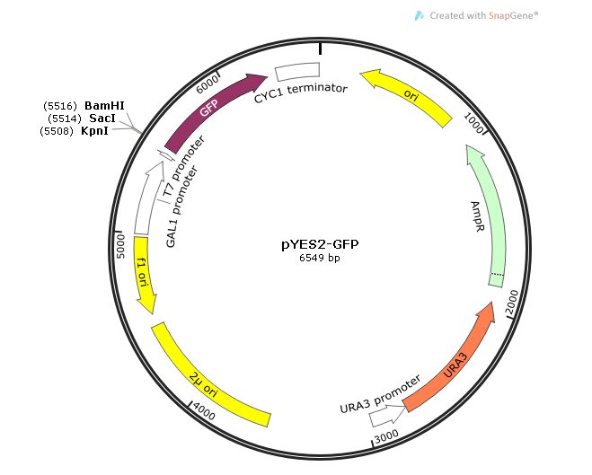 pYES2-GFP 载体