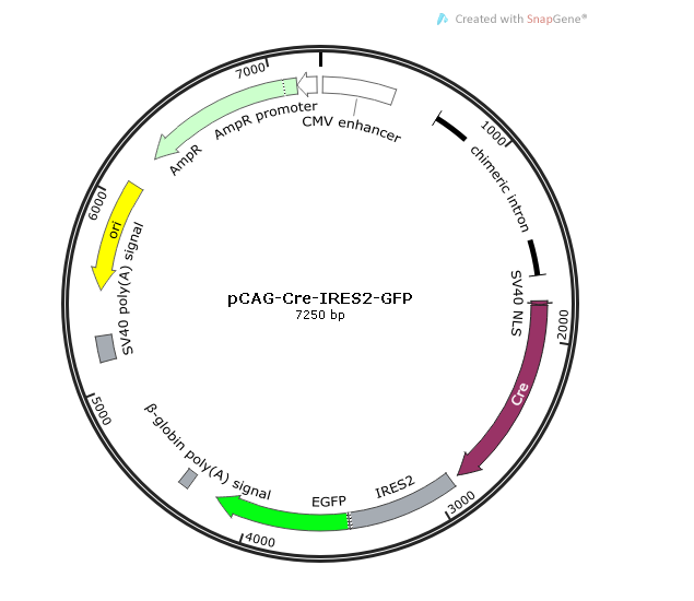 pCAG-Cre-IRES2-GFP 载体