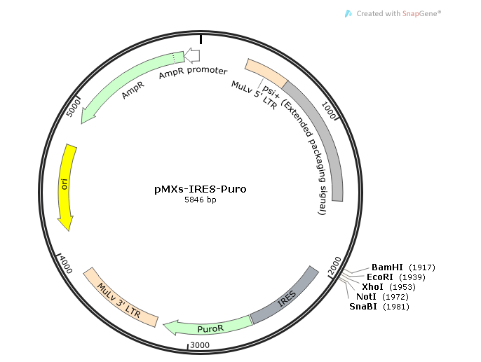 pMXs-IRES-Puro 载体