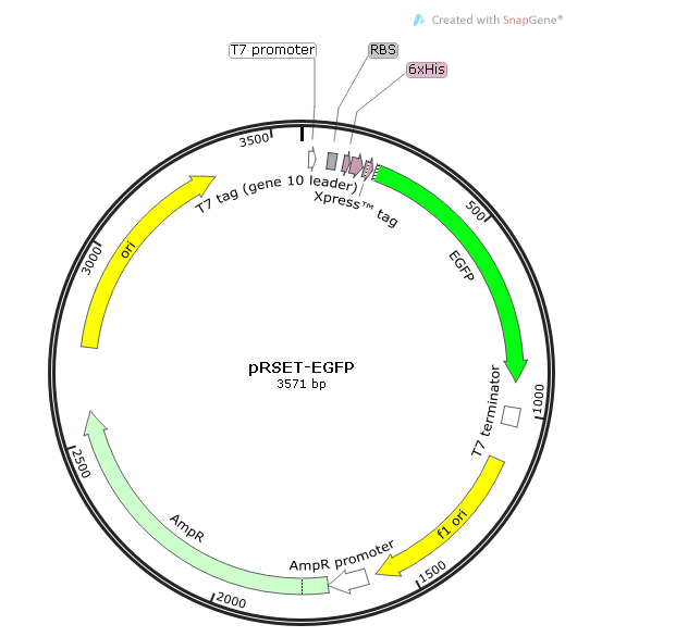 pRSET-EGFP 载体