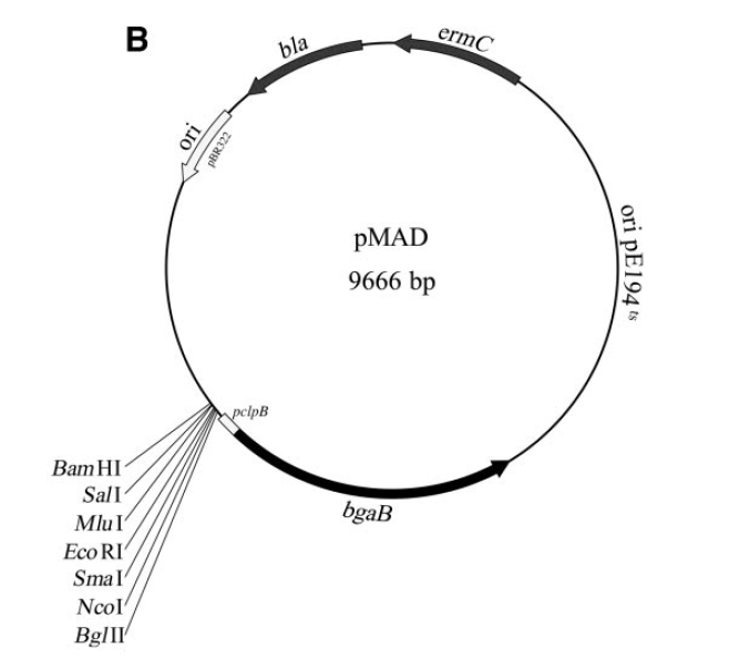 pMAD 载体