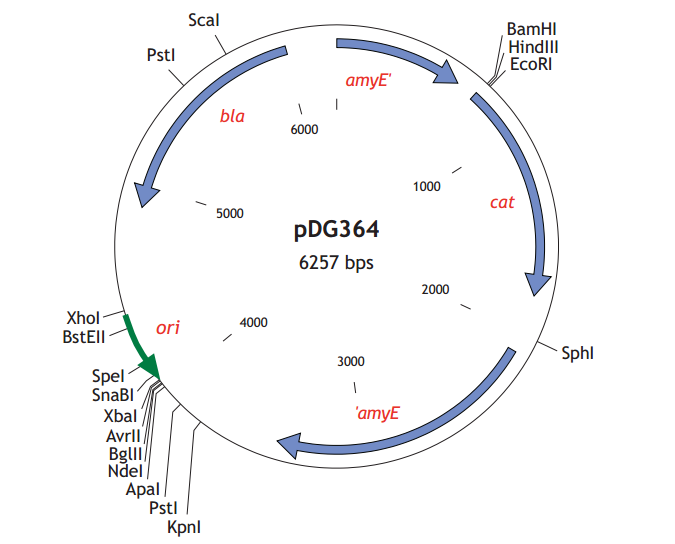 pDG364 载体