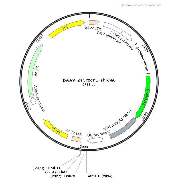 pAAV-ZsGreen1-shRNA 载体