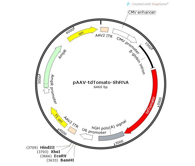 pAAV-tdTomato-shRNA 载体