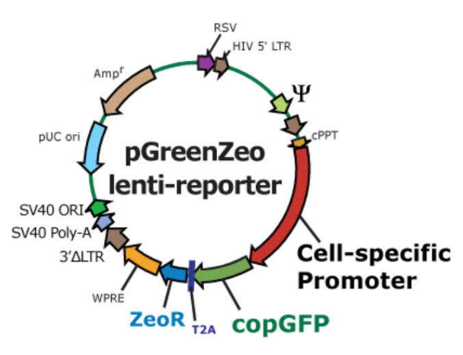 pGreenZeo lenti reporter 载体