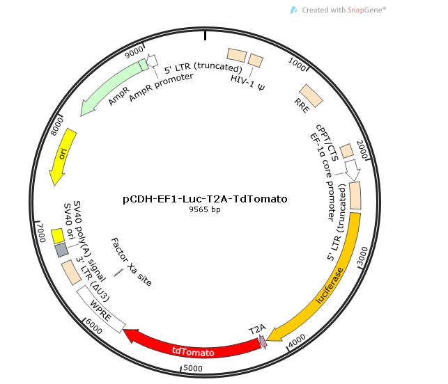 pCDH-EF1-Luc-T2A-tdTomato 载体