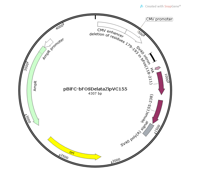 pBiFC-bFOSDelataZipVC155 载体