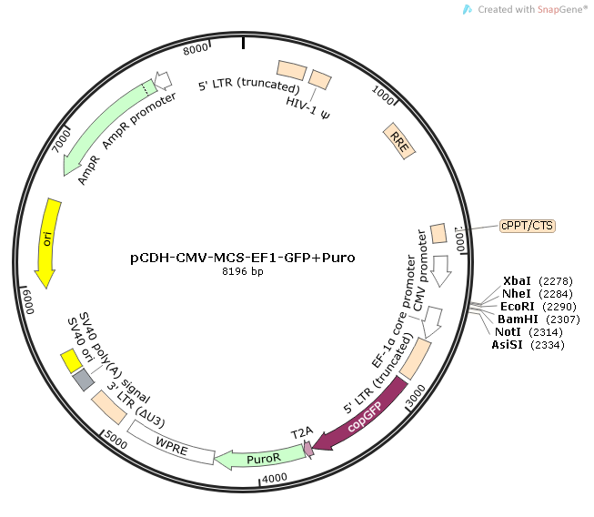 pCDH-CMV-MCS-EF1-GFP+Puro 载体