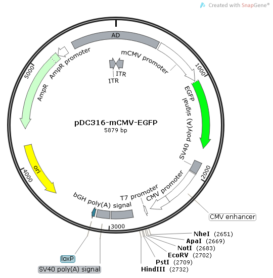 pDC316-mCMV-EGFP 载体