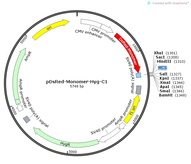 pDsRed-Monomer-Hyg-C1 载体