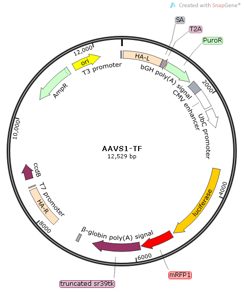 AAVS1-TF 载体