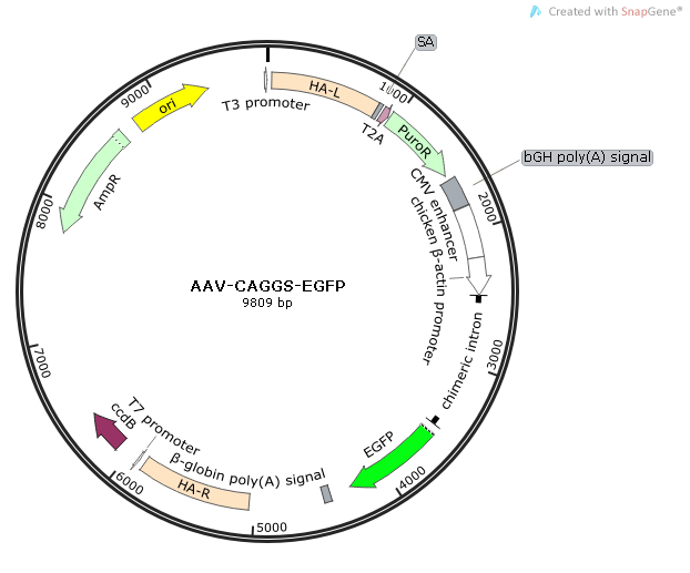 AAV-CAGGS-EGFP 载体