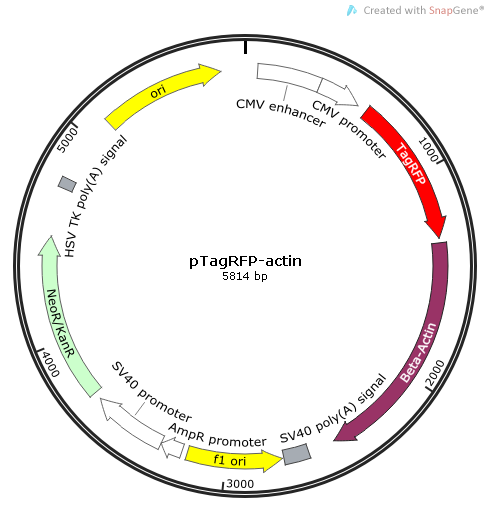 pTagRFP-actin 载体