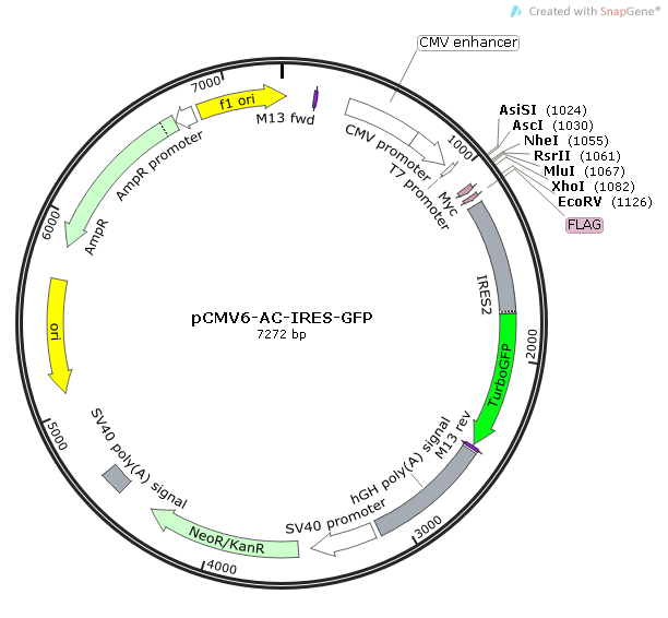 pCMV6-AC-IRES-GFP 载体