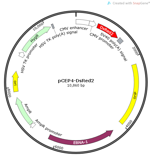 pCEP4-DsRed2 载体