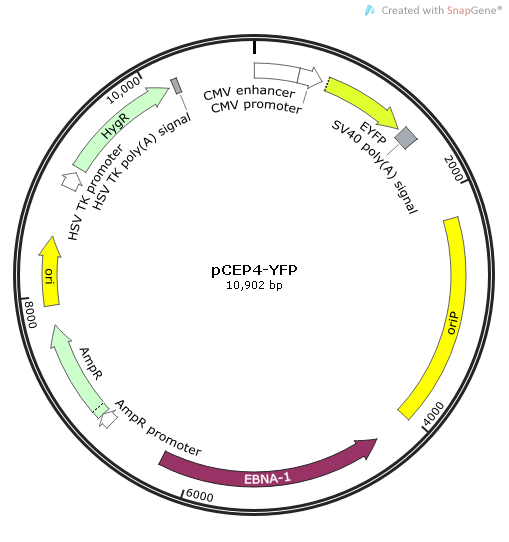 pCEP4-YFP 载体