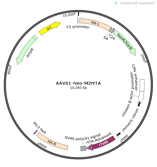 AAVS1-Neo-M2rtTA 载体