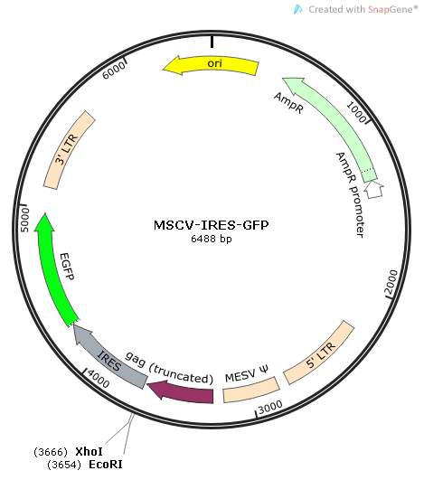 MSCV-IRES-GFP 载体