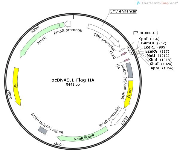 pcDNA31-Flag-HA 载体