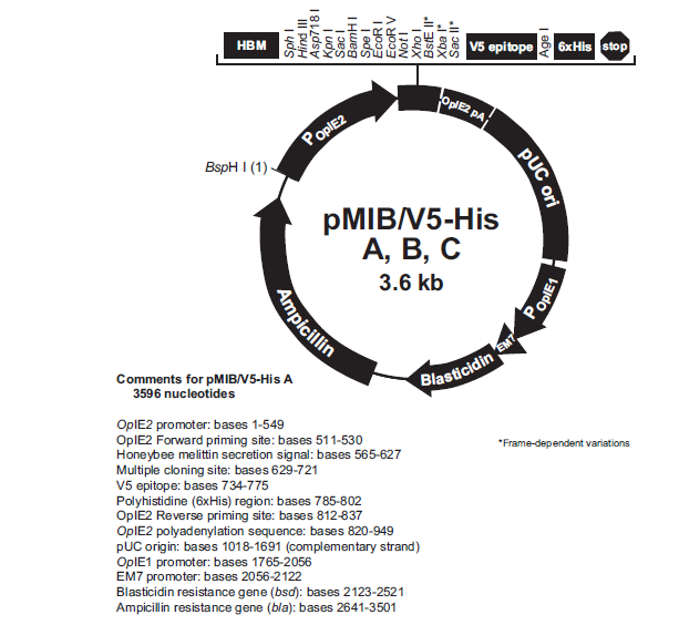 pMIB/v5-His C 载体