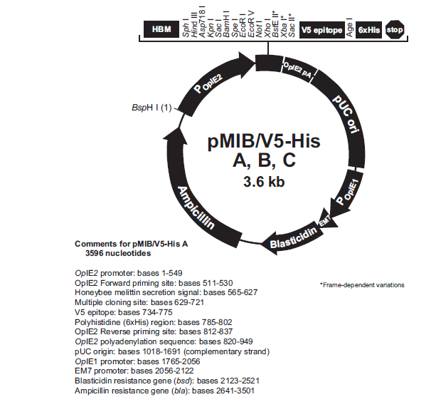 pMIB/v5-His A 载体