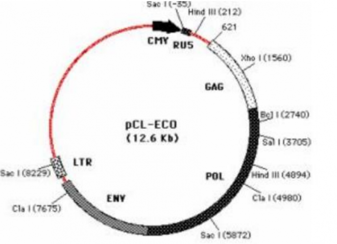 pCL-Eco 载体