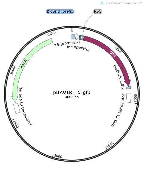 pBAV1K-T5-gfp 载体