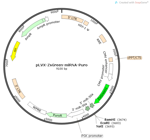 pLVX-ZsGreen-miRNA-Puro 载体