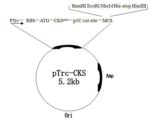 pTrc-CKS 载体