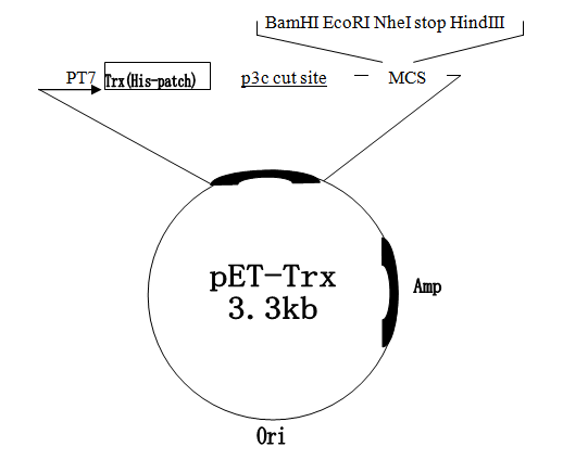 pET-Trx 载体