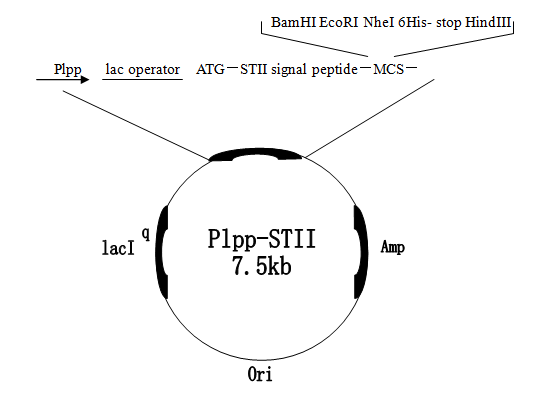 pLLP-STII 载体