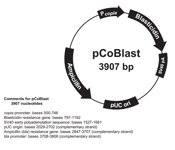 pCoBlast 载体