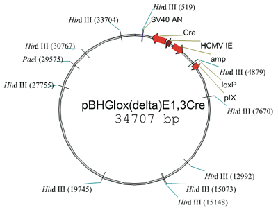 pBHGlox_E13Cre 载体