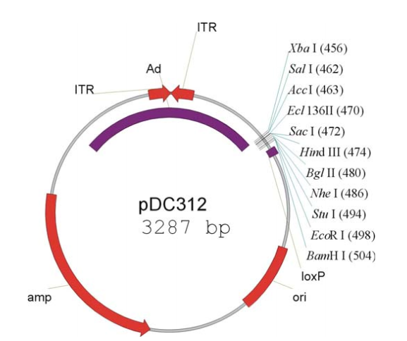 pDC312 载体