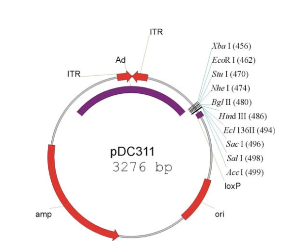 pDC311 载体