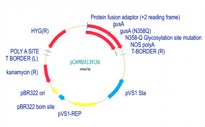 pCAMBIA1391Xb 载体